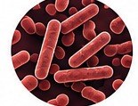 Escherichia coli (E. coli) bacteria