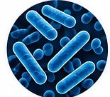 Legionella pneumophila bacteria