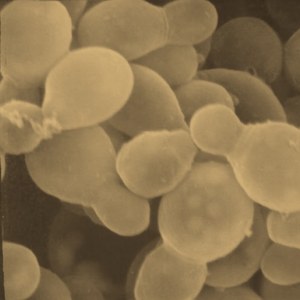 Malassezia yeast under scanning electron microscopy