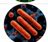 Mycobacterium avium complex bacteria