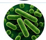 Pseudomonas aeruginosa bacteria